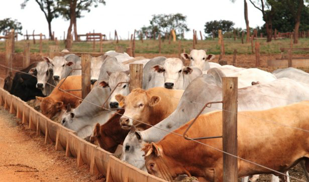 Gado em boa forma e em grande quantidade. Foto: Famasul