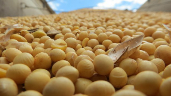 Soja tem grande procura no mercado nacional. Foto: Divulgação