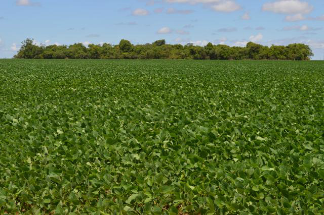 Hectare de terra vale US$ 25 mil em Chapadão do Sul Terra é considerada muito fértil para os produtores. Foto: Divulgação