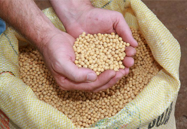 Matérias-primas brutas ajudam acelerar inflação no atacado Soja está entre os produtos que apresentaram aceleração nos preços em março.Foto: Divulgação/Canal Rural