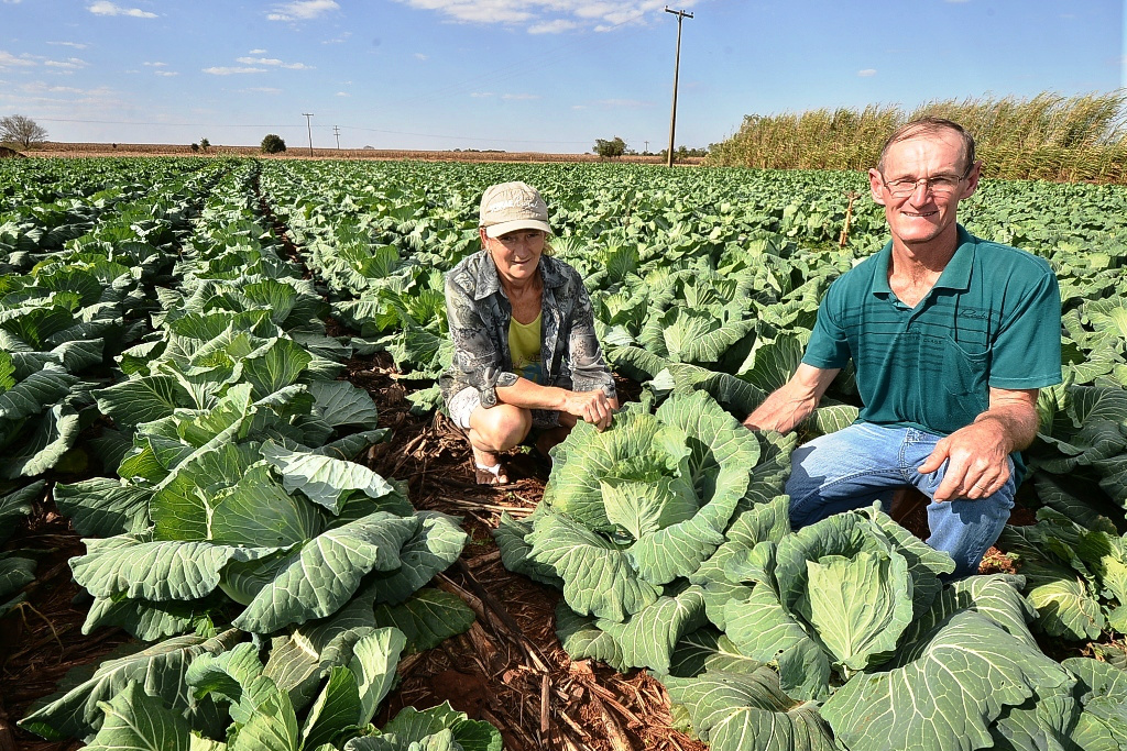 Agricultura Familiar aumenta a cada dia no Brasil e América Latina, se tornando investimento alto. Foto: Divulgação