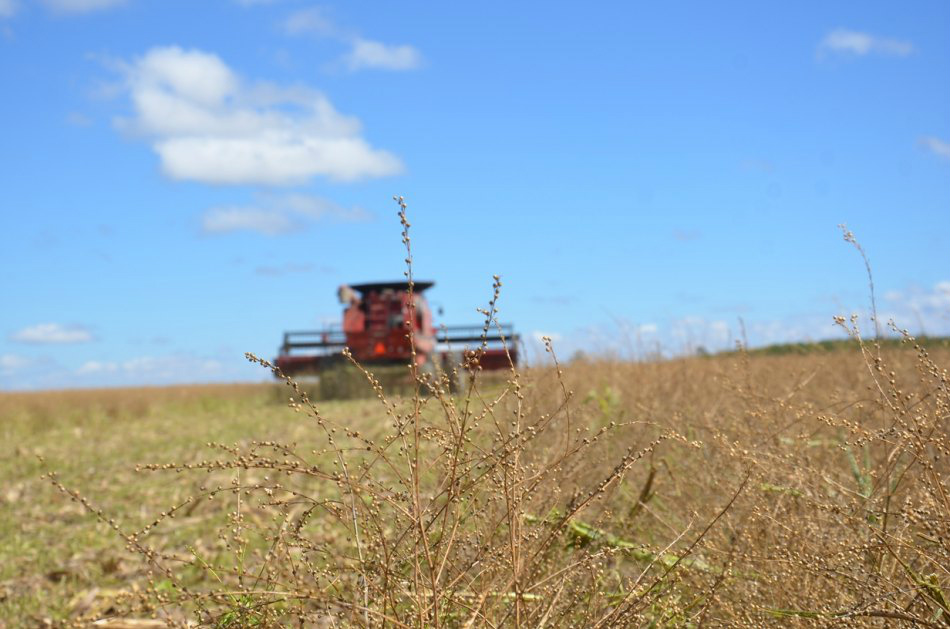 Crambe é apresentado como alternativa para safrinha Foto: Divulgação