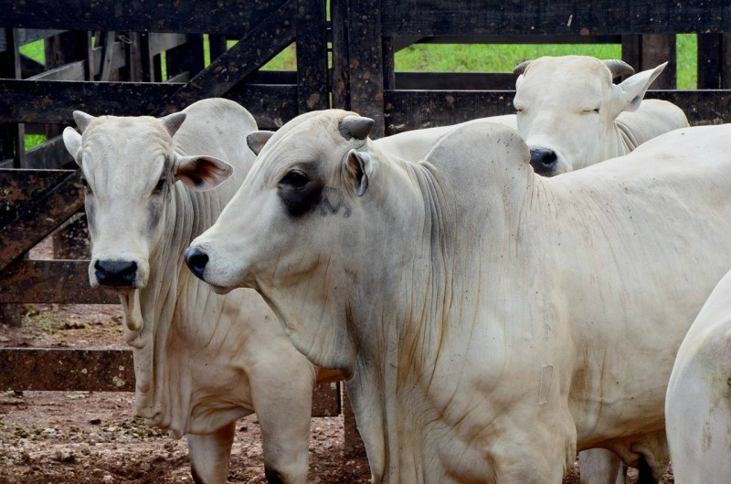 Projeto define critérios para teste de brucelose em animais Foto: Divulgação