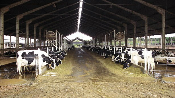 Senar/MS leva sistema intensivo de produção de leite ao Showtec 2014 Foto: Projeto de Free-Stall, retirada do site Milkpoint