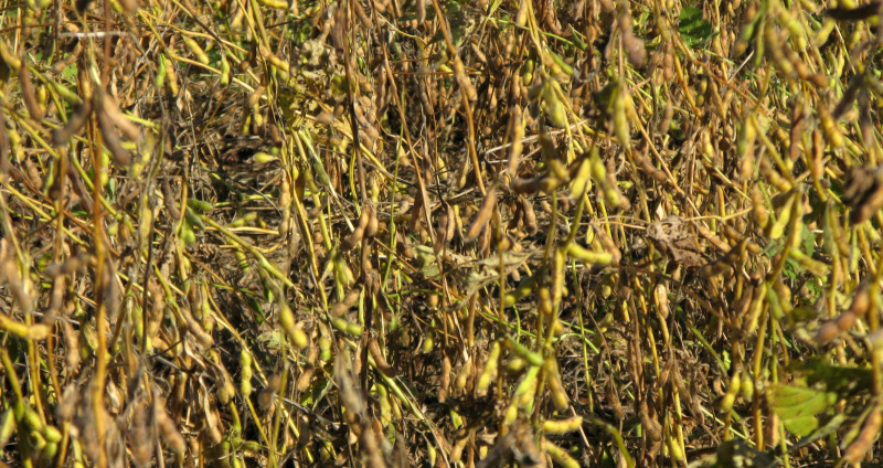 Estiagem reduz previsão de colheita da safra de soja em 3% no Estado Estiagem afeta produção de soja em MS. Foto: Divulgação