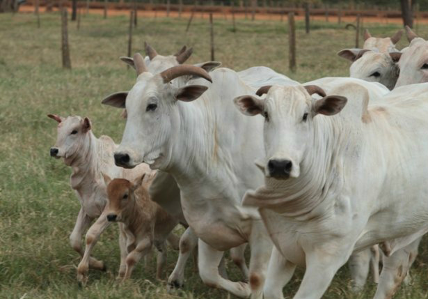 Preço do bezerro em alta eleva custo de produção para o invernista Foto: Famasul