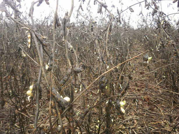 Apesar da queda, produção de soja supera safra anterior em Mato Grosso do Sul Foto: Famasul