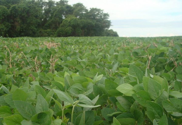 Valor de produção de lavouras deve aumentar 13% este ano A maior parte dos produtos analisados apresenta aumento do valor da produção em 2013, Rural BR