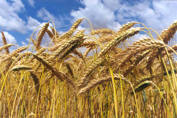 Governo eleva preço mínimo do trigo para R$ 531 por tonelada As iniciativas para essas culturas foram antecipadas para que os produtores se programem para o plantio. Foto: Div