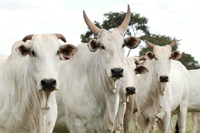 Foto: Famasul