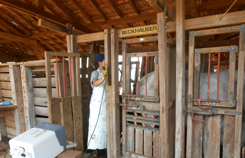 Diagnóstico de gestação: quanto mais cedo, melhor o manejo Diagnóstico de gestação com ultrassom. Foto: Alessandra Nicácio