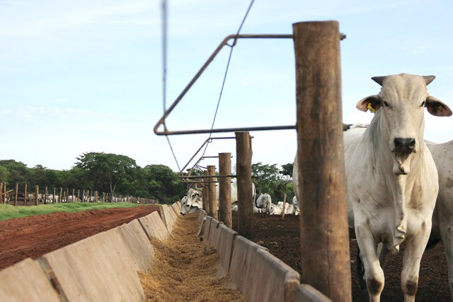 Com valorização do real cai exportação de carne bovina em MS Foto: Divulgação