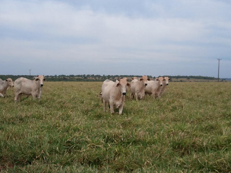 Imunocastração: mais uma importante ferramenta para o pecuarista Foto: Divulgçaõ