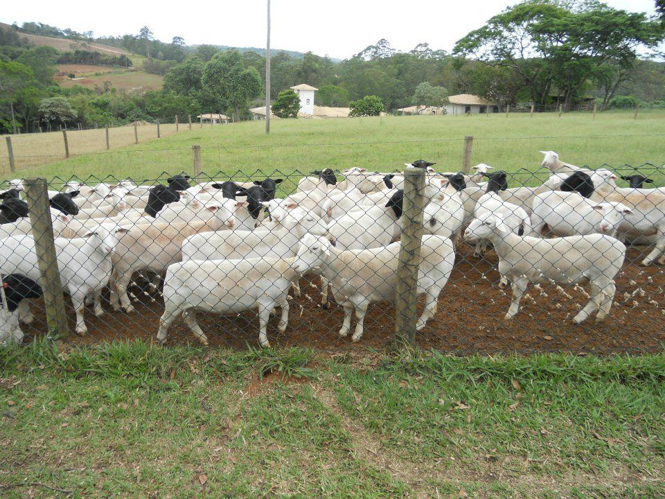 Dorper e White Dorper. Foto: Divulgação 