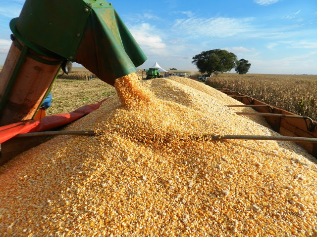 Milho pode ter alta de 19% em MS, afirma especialista Foto: Divulgação