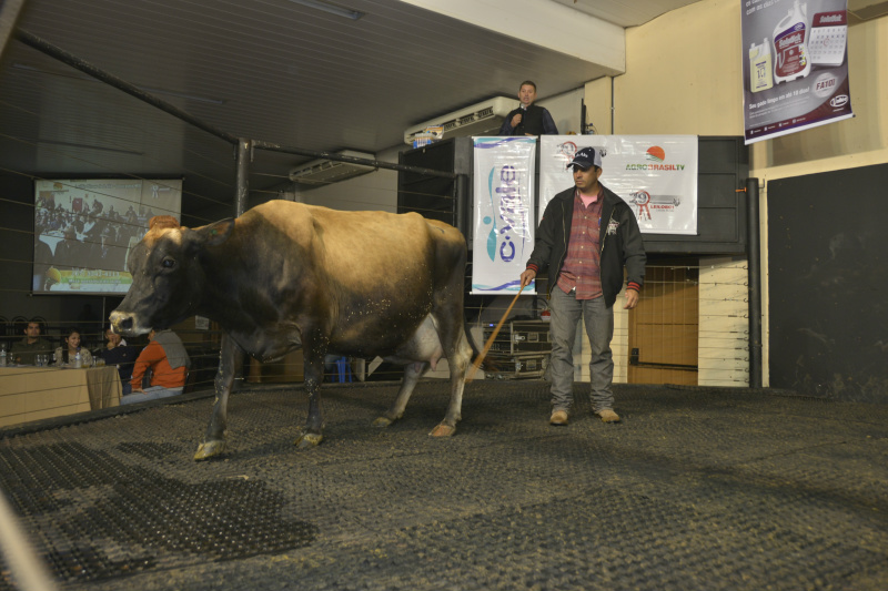 Leilão de gado de leite da Expoagro tem média de R$ 4,4 mil por cabeça Leilão Show de Leite fechou com uma média de R$ 4.484,00 por animal Foto: Dirceu Hall/DHE Produções