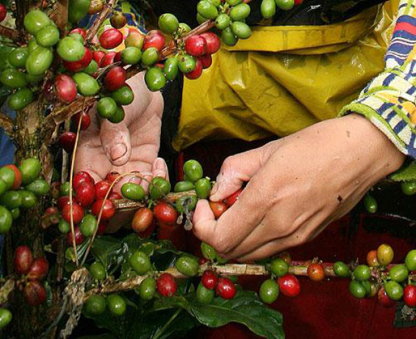 Cafeicultores conquistam certificado pelo exemplo de boas práticas de ...