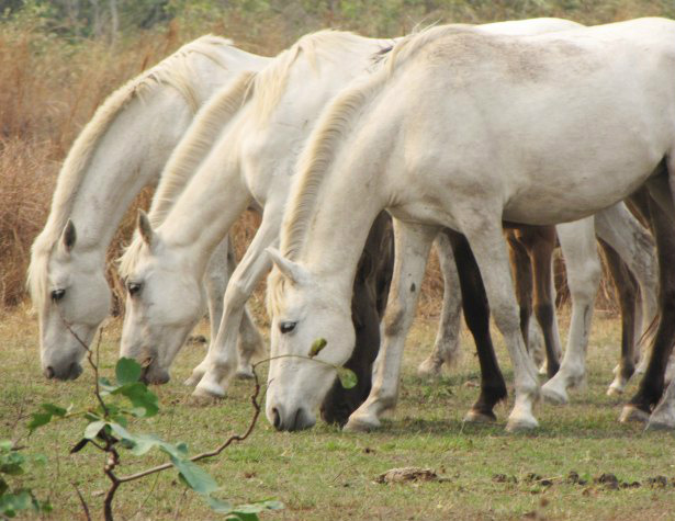 Embrapa Pantanal e Senar/MS realizam parceria para repassar informações ao produtor Foto: Divulgação