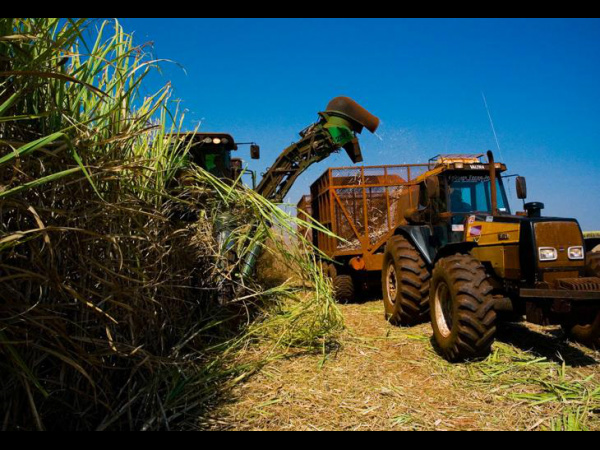 Dourados aborda renovação dos canaviais hoje Evento acontece das 12h45 às 17 horas, no auditório da Embrapa Agropecuária Oeste, Fot: Rural Brasil