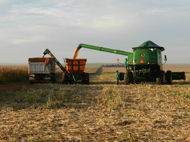 Área destinada ao cultivo de eucalipto bate recorde em MS Segundo a Aprosoja/MS 30% da safra já foi vendida antecipadamente.