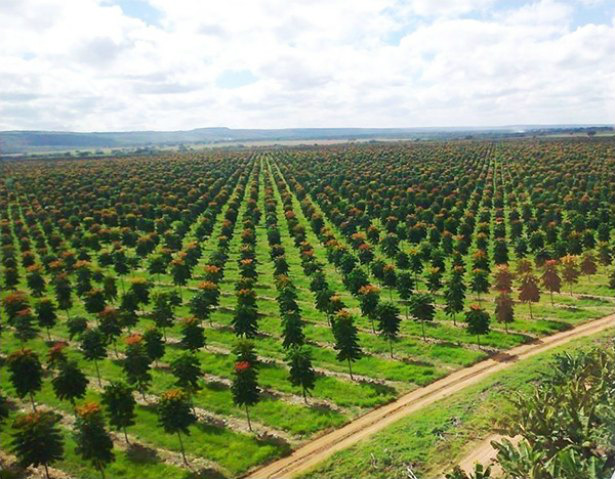 Lucratividade com a venda do mogno africano supera em 25 vezes o custo inicial Foto: Divulgação