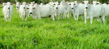 Governo prevê avanço de 1% no valor da produção agropecuária em 2014 Foto: Divulgação