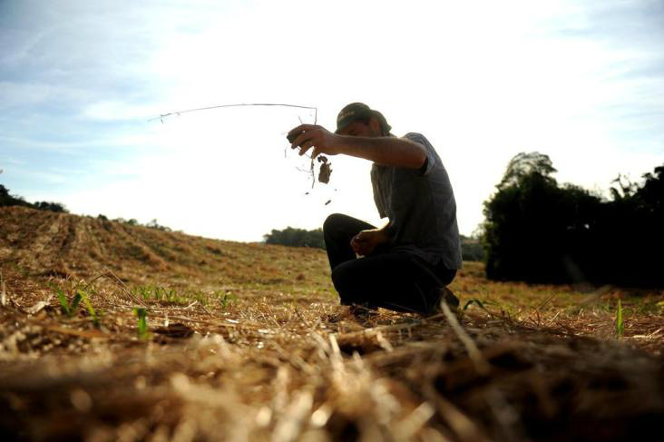 Reflexos causados pelo tempo seco preocupam produtores de soja Foto: Divulgação