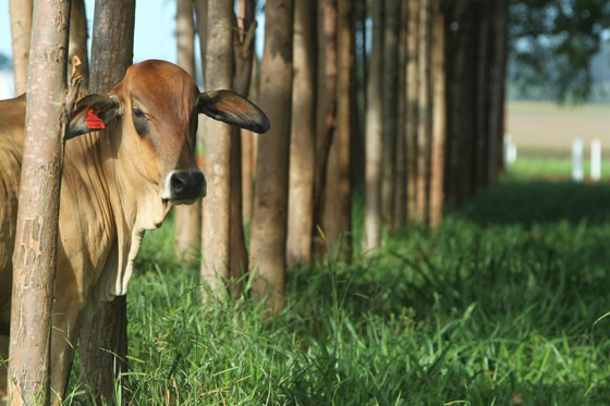 Estímulo à expansão da pecuária sustentável Foto: Divulgação