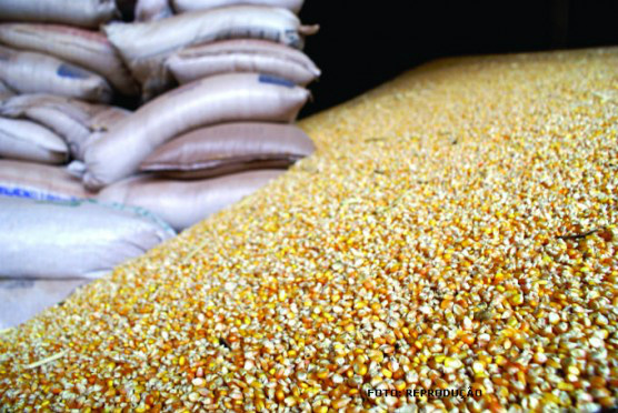 Cooperativas devem armazenar 4 milhões de t de milho Foto: Divulgação