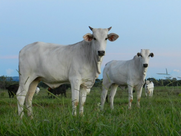 Exportação de carne bovina registrou alta de 45% em fevereiro no MS No varejo, os preços dos príncipes cortes bovinos anotaram desvalorização em fevereiro de 2013, como resultado do desaquecimento do mercado. Foto: Famasul.