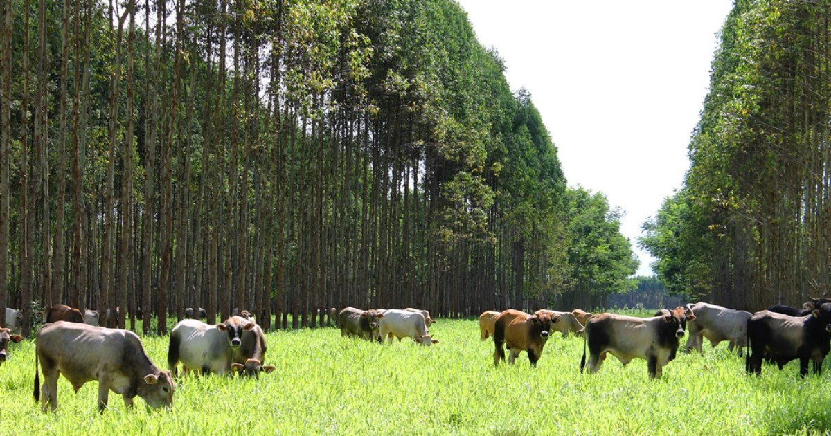 Valor da produção agropecuária em MS cresce 9,95% em 2014 Foto: Divulgação