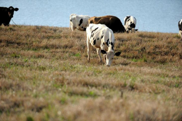 Programa recupera pastagem degradada de Mato Grosso do Sul Mato Grosso do Sul conta atualmente com 20 milhões de hectares destinados a pastagens.Foto: Sirli Freitas / Agencia RBS