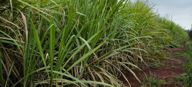 Moagem de cana no Centro-Sul deve crescer 3,7%, diz o Pine Foto: Divulgação