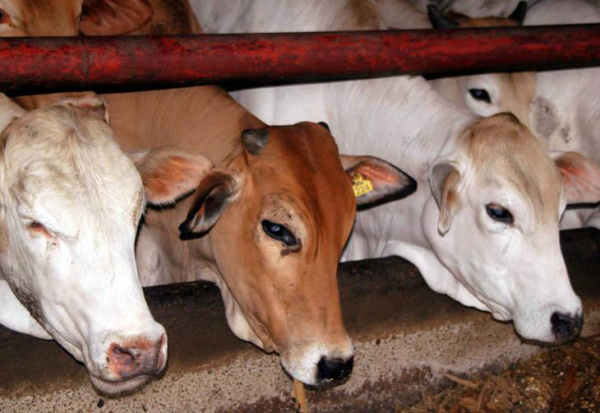 Mercado do boi gordo ficou calmo no final da última semana No Rio Grande do Sul, houve valorização de 2,4% na média de todas as categorias de machos.Foto: Irineu Dalla Valle