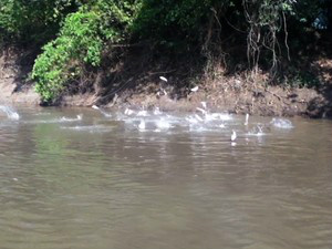 Reunião discute plano hídrico para bacia do rio Miranda em MS Foto: Divulgação