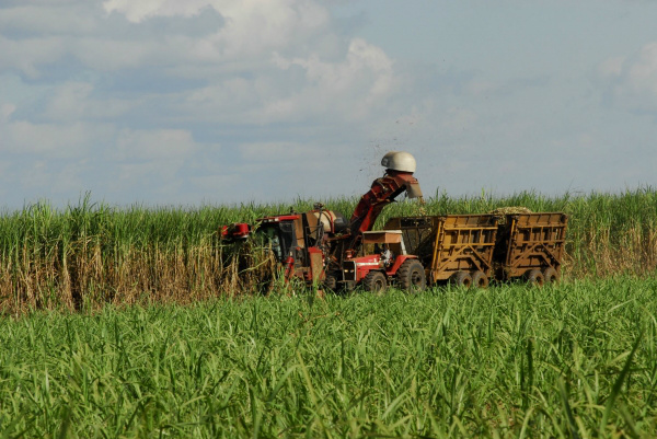 Índice de produção de cana em MS cresce acima da média nacional No Centro-Sul produção cresceu 7,9% na safra e no Estado 10,2% maior produtor nacional de cana.Foto: Divulgação.
