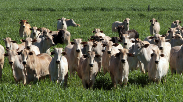 Produtor de MS Investe na produção de carne com qualidade MS também é um dos quatro maiores exportadores entre os estados brasileiros.Foto: Divulgação