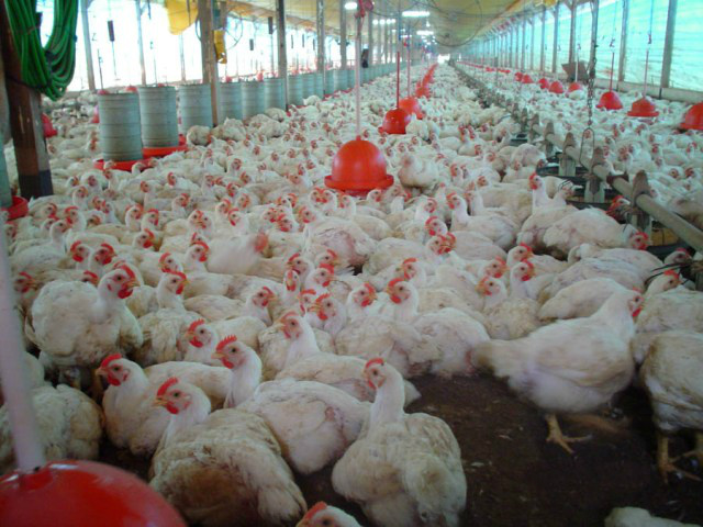 Volume embarcado aumenta, mas preço médio e receita cambial do frango recuam Foto: Divulgação