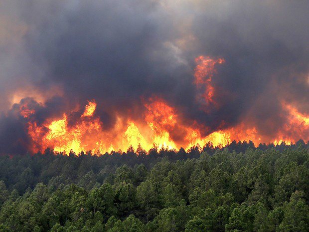 De que maneira nasce um incêndio florestal e como combatê-lo? Foto: Divulgação