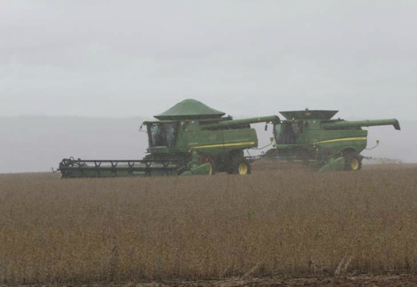 MS colheu 39% da área plantada de soja e 19% da de milho Da soja que ainda está no campo, 51% está em fase de maturaçãoFoto: Gutiérisson Azidon/especial
