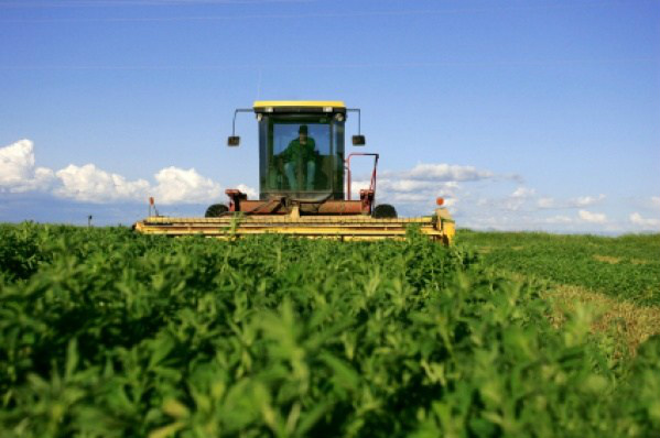 População rural do Brasil é maior que a apurada pelo IBGE, diz pesquisa Foto: Divulgação