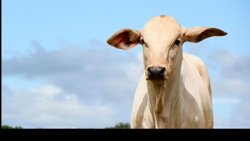 Preço do bezerro sobe e compromete rentabilidade do invernista em 2015 Foto: Divulgação