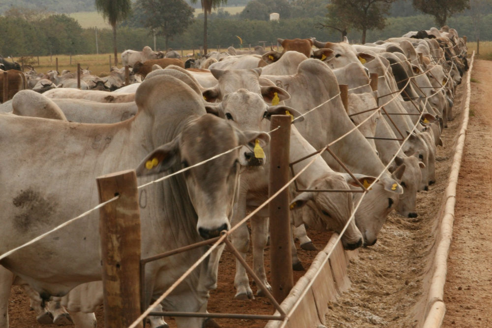 Confinamento de bovinos deve crescer 7,7% em 2015, diz Assocon Foto: Divulgação
