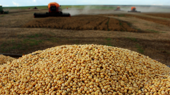 Fim da safra na América do Sul pressiona soja nos EUA Foto: Divulgação