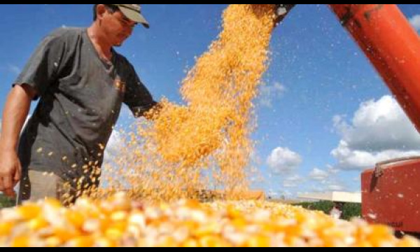 O milho em grão fechou o primeiro bimestre de 2013 na liderança do ranking de receita das exportações de Mato Grosso do Sul.