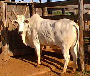 Período de vacas magras atinge crédito no agronegócio Foto: Divulgação