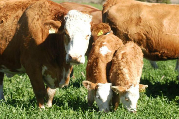 Analistas projetam que mercado do boi deve se manter estável em 2013 Mercado de carne bovina tem apresentado bons resultados no início do ano.Foto: Glaicon Covre / Agencia RBS