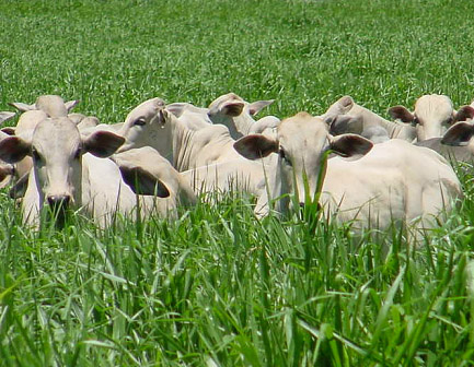 Integração Lavoura-Pecuária garante estabilidade de renda Foto: Divulgação
