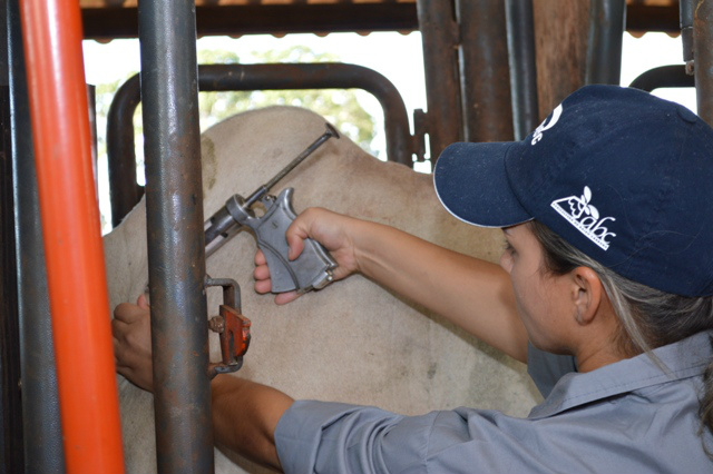 Inicia vacinação contra febre aftosa na região de fronteira de MS Foto: Divulgação