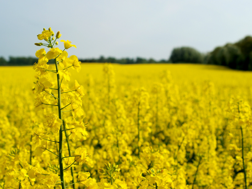 Polinização pode aumentar em 17% a produção de canola Foto: Divulgação